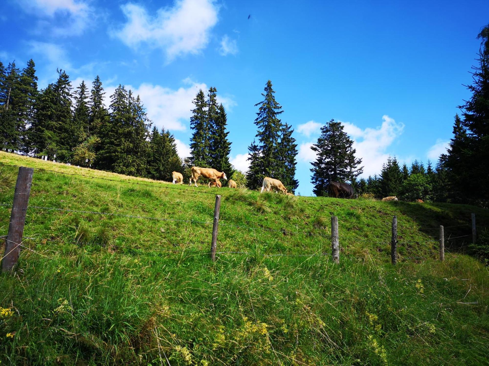Kleinhofers Himbeernest Bed & Breakfast Anger  Екстериор снимка